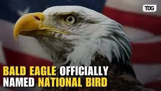 Bald Eagle Soars to Legal Glory: Biden Ends 240-Year National Oversight