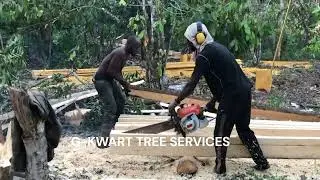 ACCRA GHANA G KWART TREE SERVICES CHAINSAW OPERATOR ODA TIMBER
