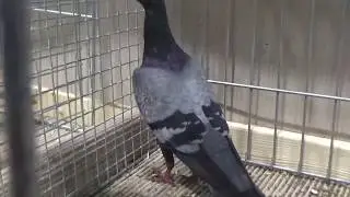 Wiener T&uuml;mmler*blau mit schwarzen Binden*Taubert*121. LIPSIA Leipzig 2017*Rassetaube