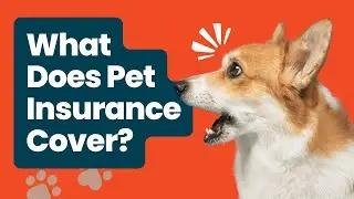 What Does Pet Insurance Cover? Uncovering the Secrets of Pet Insurance🐾