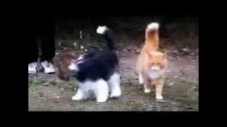 Kermit & Kossu 05.11.2011