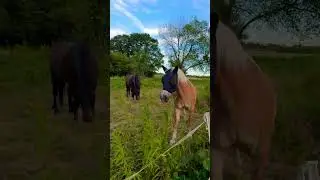 Maskenshow#Maskenshow#pferde #horse #natur #deutschland