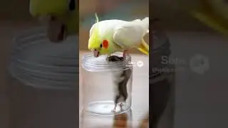 Welcome to Meow & Woof Buddies!#cat #dog #cats #dogs #catvideos #puppy #kitten #funnypets #petshorts