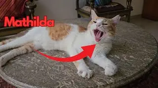 This is how cats learn their names! #catnames #love #rescue
