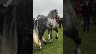 The Massive Percheron Horse &mdash; Power and Grace Combined!