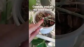 ORCHID with NO LEAVES! Don't throw it away!!! #orchid