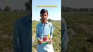 Tarnab seeds verity 1122@Agriculture-in-Thailand. @AjazArain-dl2wl @TheAdvanceAgriculture