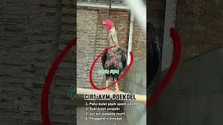 Ciri-ciri ayam pukul #shortvideo #ayam #viraltiktok #ayambangkok #fypyoutube #istanaayambangkok #fyp