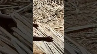 Timber Industry Wood Factory, YouTube Short Video #viral #shortsvideo #myfirstvlog #trending