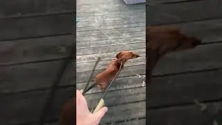 &Ccedil;a se mange &agrave; votre avis ? 😂🐶