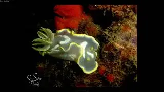 The critters of Inhaca Reserve - Santa Maria, Mozambique