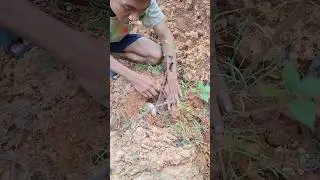 hiding under a rock #explore #amazing #videoshort #viralshort #birds #trend #animals #farming #omg