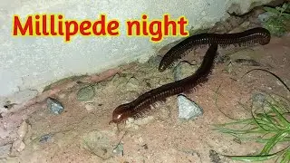 Millipede night