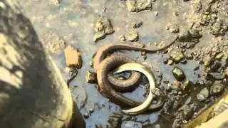 Northern water snake versus eel