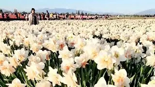 Tulip Skagit in USA