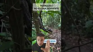 Tranquilo , no es una serpiente.#supervivencia #curiosidades #sab&iacute;asque