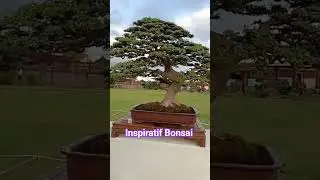Вдохновляющий бонсай Аспак 2025