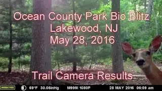 Trail Cam: Bio Blitz at Ocean County Park