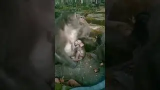 #monkeybaby monkey 🐒 love baby monkey#