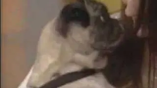 Talking Pug