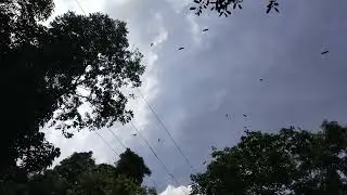 eatible Bats on the Trees #manila #trendingshorts