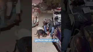 मिशन o हंगर #viral #vairalvideo #vairalshorts #video #shots #vairal #dog #love #music #pets #puppy