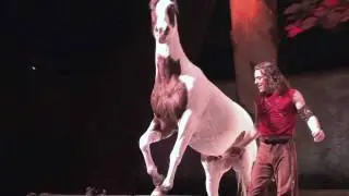 Cavalia Quick Clips