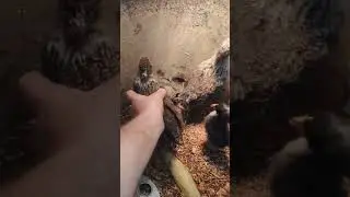 Urban Chickens in Your Front Yard