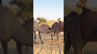 Camel Love Time Pakistan #shorts