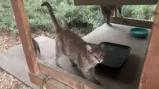 Covergirl, Shy Girl, & Mouser Are Ready For Food  #communitycats