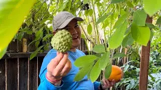 Tropical Fruit Trees & Cold - Winter 2026 Update