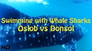 SWIMMING WITH WHALE SHARKS - OSLOB VS DONSOL