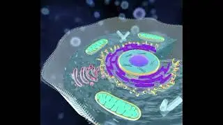 Cytoplasm: The Dynamic Fluid of Life part 2(animal cell)