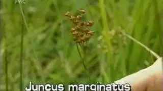 береговой камыш (Juncus Marginatus Syn. J. biflorus, J. aristulatus)