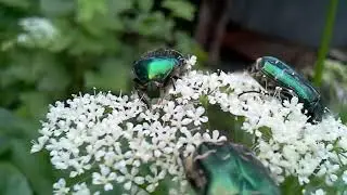 Beetle / Cetoniinae