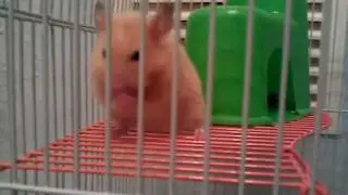Georgie's hamster cheeks!