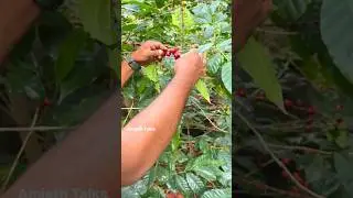 Coffee Fruit Theriyuma Makkalleee🔥🔥#yercaud #coffee #coffeelover #estate #making #shorts #info ❤️