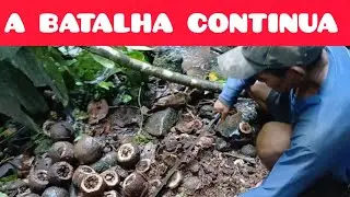 QUEM TEM UM AMIGO TEM TUDO GRATIDÃO PELO APOIO #castanha #preservação 