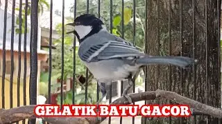 Gelatik Gacor Full Isian Wucit Wucicit &lrm;@SONSIN Net
