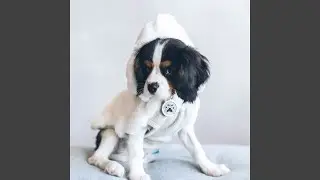Simple Music for Resting Dogs