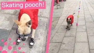 Dog Shows off Incredible Roller Skating Skills
