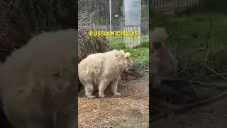 Sleepy Bear needs some Coffee 😍