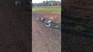 #patostream
