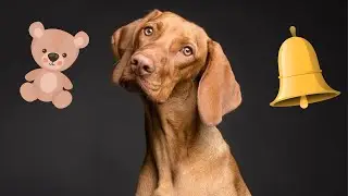 Squeaky Toys For Dogs Sounds. Head Tilt Guaranteed! Dog Head Tilt #dog #dogshorts