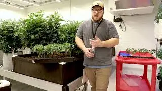 Green Meadows Organic Cannabis - Clones - April 2022