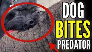 PROTECTION DOG BITES STRANGER: Scenario
