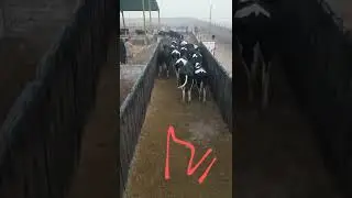 Imported cows offloading