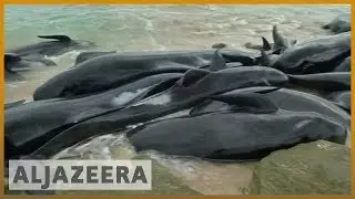 🇦🇺 Shark alert: Whales stranded in western Australia | Al Jazeera English