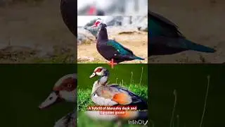 A hybrid of Muscovy duck and Egyptian goose #mughani # #duck  #chicken #hybrid