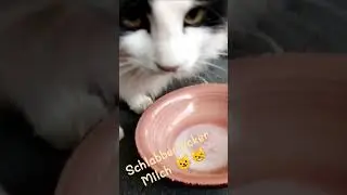 #milk #cat #flauschi #blackandwithe #lecker #schmackofatzo #sonntags #catlover